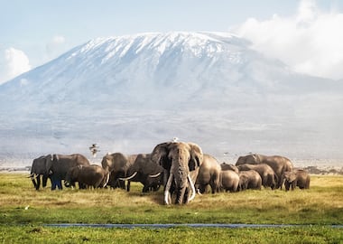 Wild Kenya - The Secrets Of Nature